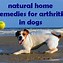 Image result for Dog Arthritis Medicine