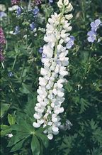Image result for Lupinus Noble Maiden