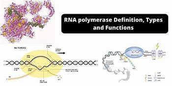 Image result for RNA Polymerase 1