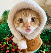Image result for Goofy Cat+ Pics