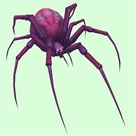 Image result for Female Baboon Spider