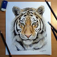 Image result for Tiger Sketch