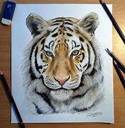 Image result for Tiger Pencil Drawing