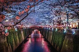 Image result for Sakura Night Wallpaper