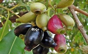 Image result for Fruits Plants Grow in Sri Lanka