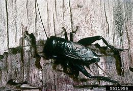 Image result for Hatched Crickets