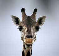 Image result for Giraffe Animoji