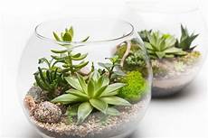 pianta grassa da interno lingua di suocera pianta grassa great polyscias pianta grassa da interno lingua di suocera pianta grassa great polyscias