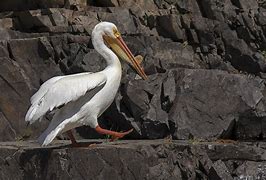 Image result for Pelican Walking