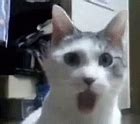 Image result for Cat Human Meme WoW Face