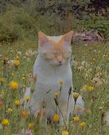 Image result for Pastel Aesthetic Cat
