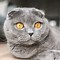 Image result for Scottish Fold Calico Cat