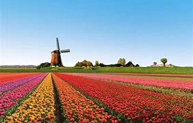 Image result for Netherlands Tulip Fields