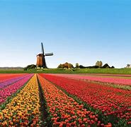 Image result for Netherlands Best Images of Flower Fields