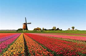 Image result for Tulip Fields of Holland