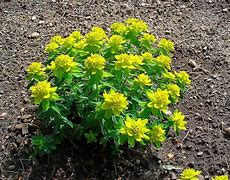 Image result for euphorbia_epithymoides