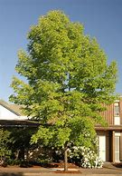 Image result for Fraxinus americana Autumn Purple