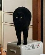 Image result for Black Cat with Arms Meme