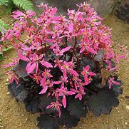 Image result for Saxifraga cortusifolia Black Ruby
