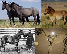 Image result for Types of Wild Horses