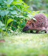 Image result for Full-Grown Hedgehog