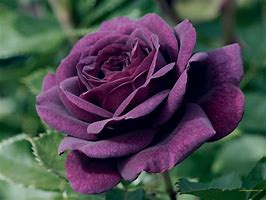 Image result for The Purpole Flower
