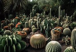 Image result for Background Kaktus
