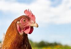 gabbie per animali barilla dice no alle gabbie e diventa cage free per gabbie per animali barilla dice no alle gabbie e diventa cage free per