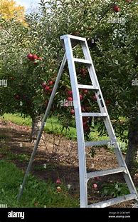 Image result for Apple-Picking Ladder