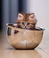 Image result for Cute Kittens in Cups