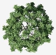 Image result for Small Tree Top View