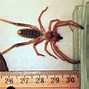 Image result for West Texas Spiders