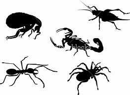 Image result for Spider Cricket