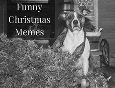Image result for Funniest Pet Memes