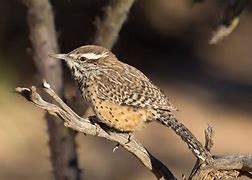 Image result for AZ State Bird and Flower