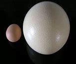 Image result for Oeuf D'autruche