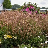 Image result for Agastache Queen Nectarine