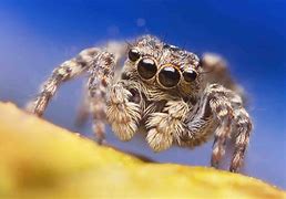 Image result for Small Jumping Spider