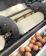 Image result for Egg Washing Machine Factory
