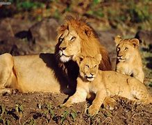 Image result for Kenya Lion