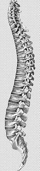 Image result for Spinal Cord Clip Art Black and White
