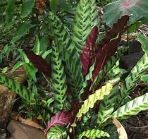 Image result for calathea