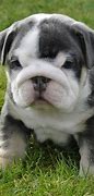 Image result for Small Bulldog