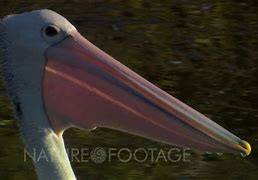 Image result for Yellow Eye Socket Pelican