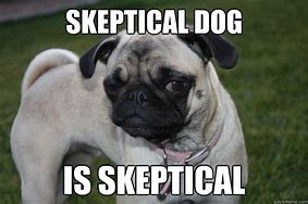 Image result for Skeptical Animal Meme