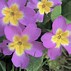 Image result for Primula x berninae Windrush