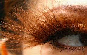 Image result for The Longest EyeLashes in the World