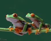 Image result for Budwiswer Frogs GIF