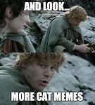Image result for Help Me Cat Meme