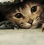 Image result for Cat Wallpaper Widescreen